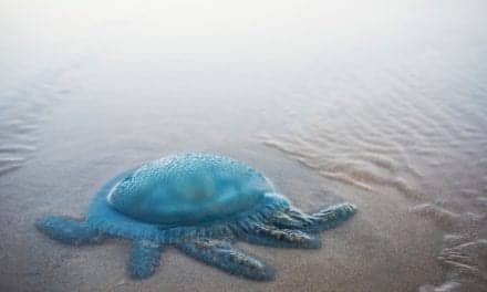 Case Report Details Progression and Treatment of Jellyfish Sting