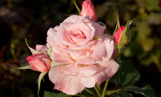 The Roses and Thorns of Relationship Marketing