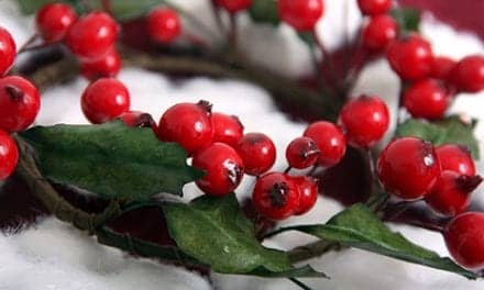 Christmas Berry Tested as Possible Melanoma Fighter