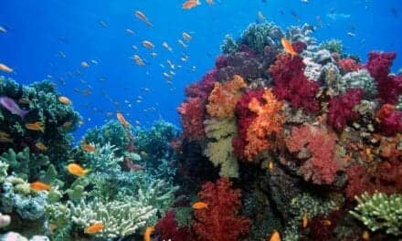 Methylene Blue Could Be an Effective Alternative to Sunscreens That Cause Coral Damage